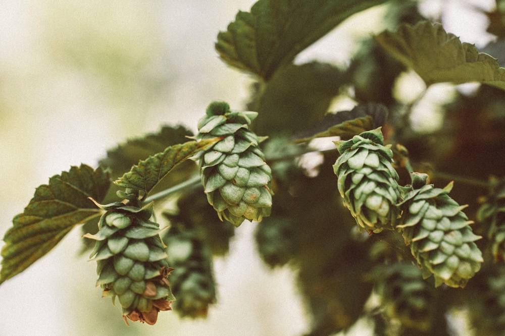 chmel
